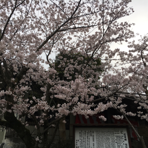 今年の桜②_a0225613_23341632.jpg