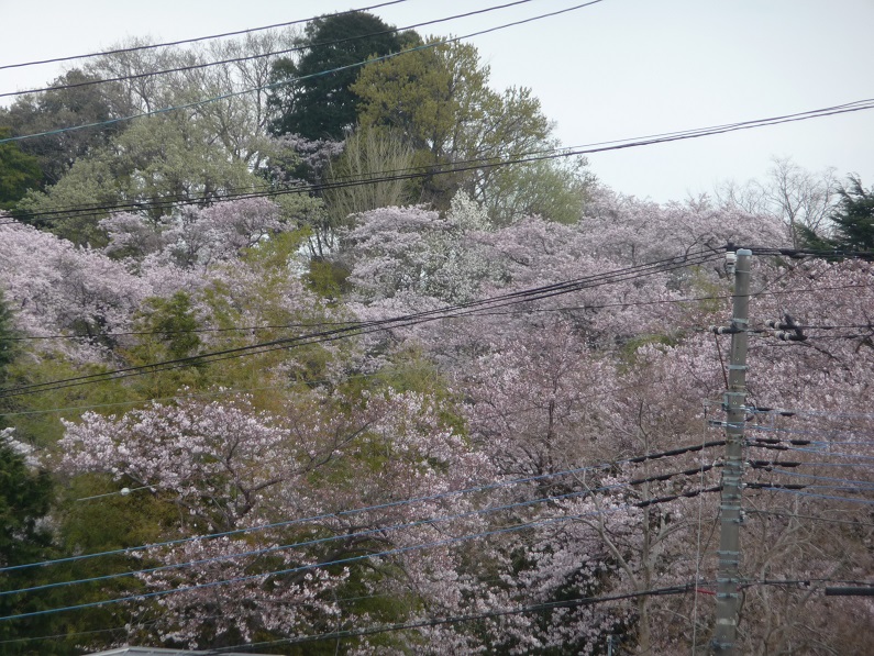 桜　桜　さくらぁ～～！_c0202113_2134538.jpg