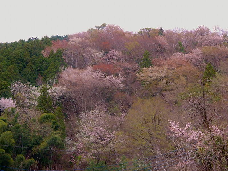 f0182513_2356959.jpg