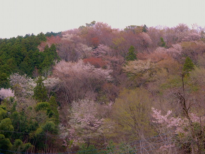 山桜と温泉_f0182513_2356959.jpg