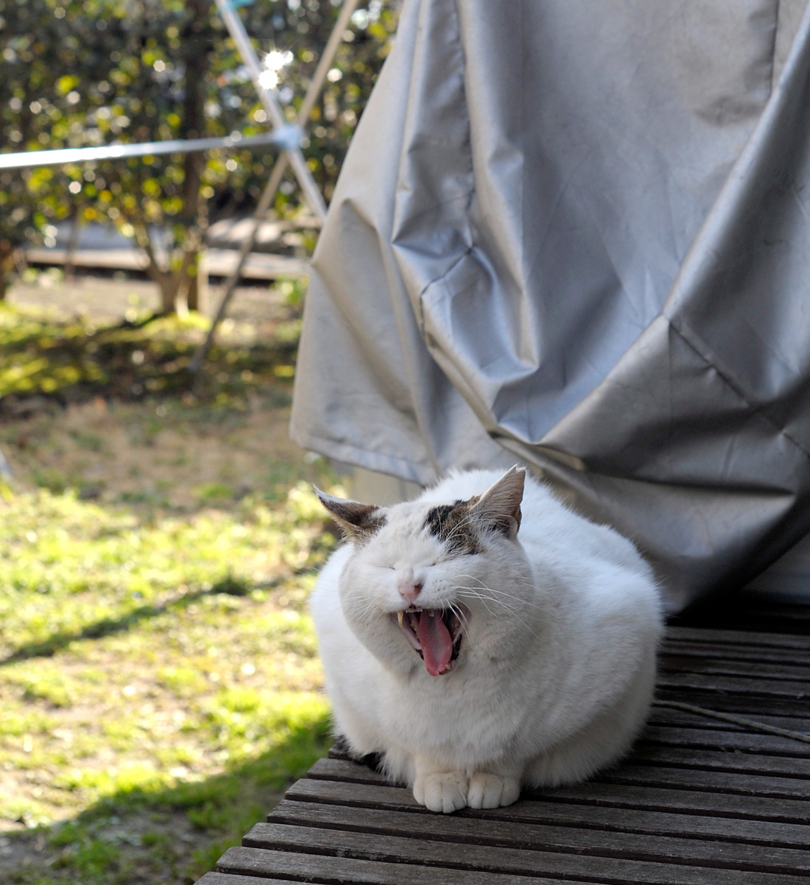 やさしいねこ うちの ぽー