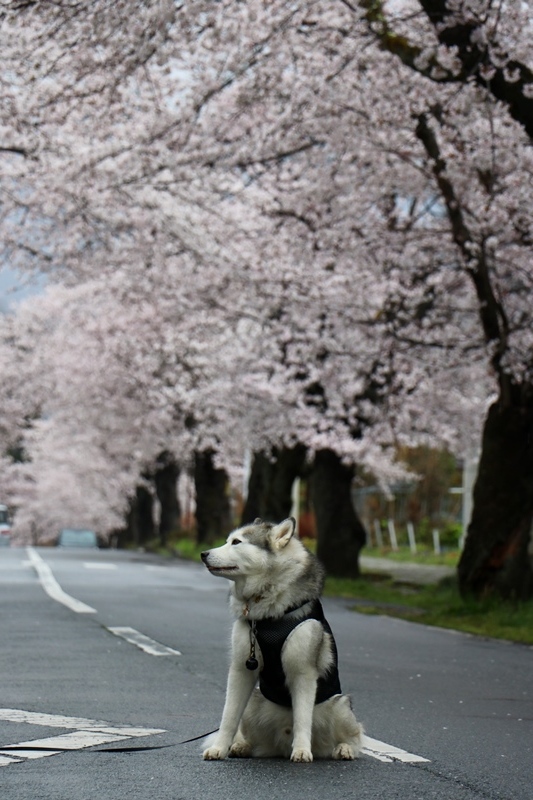 雨の長瀞桜並木_b0207615_22212530.jpg