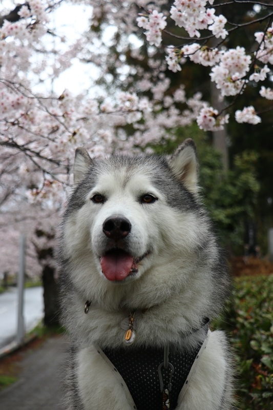 雨の長瀞桜並木_b0207615_22234053.jpg