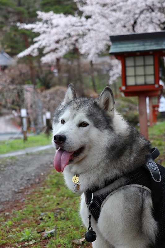 雨の長瀞桜並木_b0207615_22311111.jpg