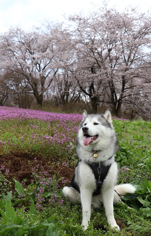 雨の長瀞桜並木_b0207615_22314190.jpg