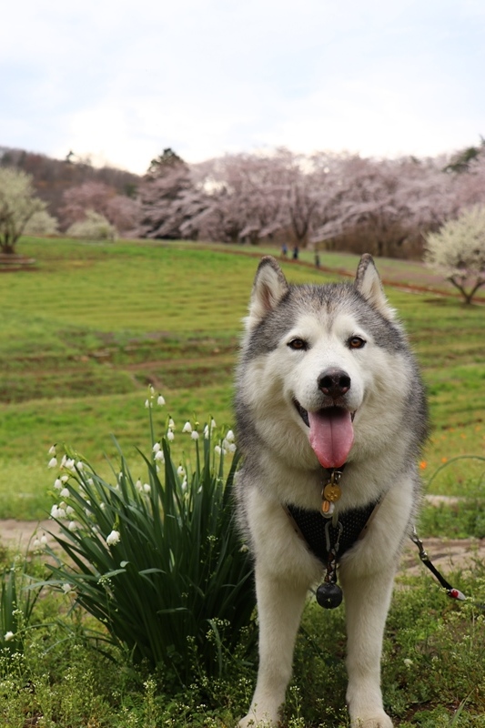 雨の長瀞桜並木_b0207615_22330336.jpg