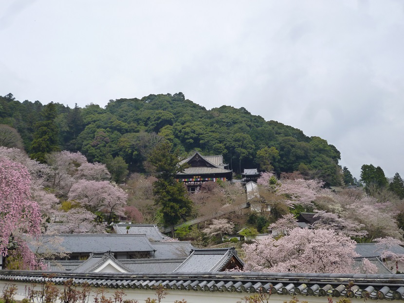 西国三十三か所巡り２　第8番札所　長谷寺さま_f0228619_206753.jpg