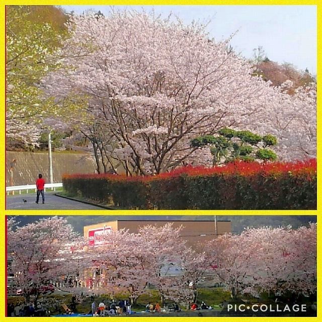 圧倒的桜。2017　　開幕_e0352820_13183361.jpg