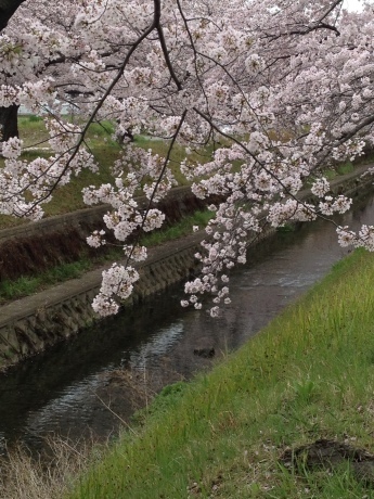 桜 さくら サクラ_e0278522_20372655.jpeg