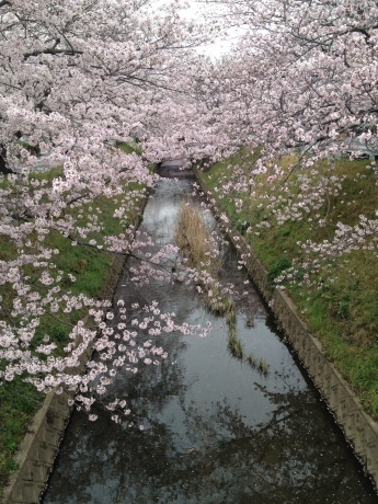 桜 さくら サクラ_e0278522_20393217.jpeg