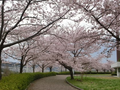 広島広域公園の桜♪_a0105023_14402237.jpg