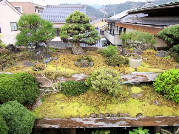 苔 山野草 盆栽坪庭のあるご自宅へ の巻き 園芸のいのうえ屋