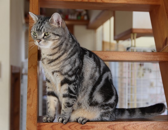 本日のどらねこハリー なんか言いたげな への字口 ツルカメ Days 本日のどらねこハリー なんか言いたげな への字口 ツルカメ Days