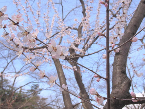 b0147224_045329.jpg