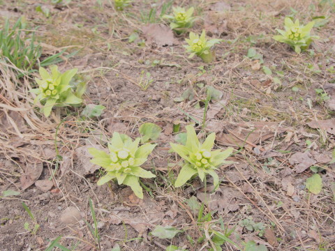 b0147224_052312.jpg