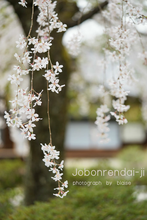 上品蓮台寺の枝垂桜_d0165225_19390156.jpg