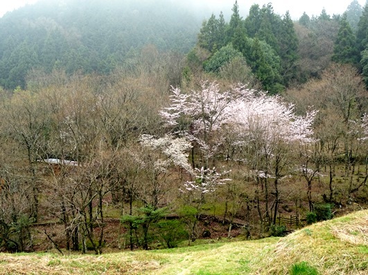 友達の山荘で花見2017_f0213825_19101300.jpg