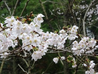 友達の山荘で花見2017_f0213825_19570122.jpg