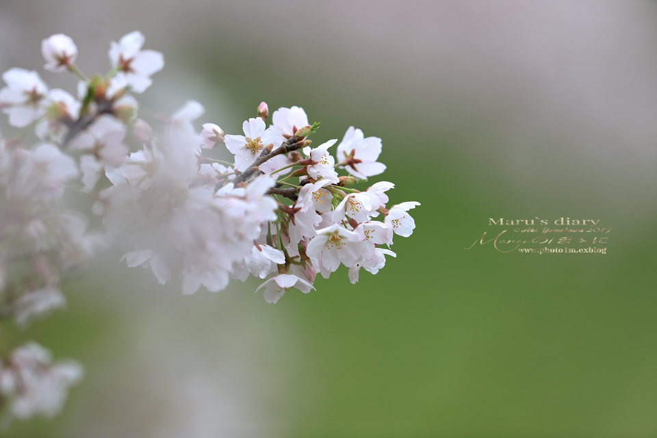 まゝに/里山歩き/六道山公園2_d0342426_01354432.jpg