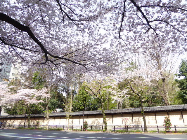 花曇りの月曜日 花筏そして 花筵_e0059726_14251325.jpg