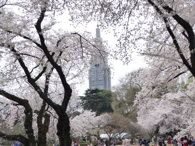 花曇りの月曜日 花筏そして 花筵_e0059726_14414841.jpg