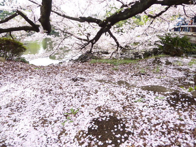 花曇りの月曜日 花筏そして 花筵_e0059726_14430491.jpg