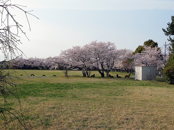 桜とハナズオウと山椒_f0129726_18364775.jpg