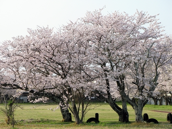 桜とハナズオウと山椒_f0129726_18375180.jpg