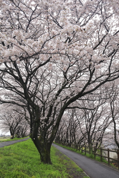 桜紀行2017東海版_c0201929_15333859.jpg