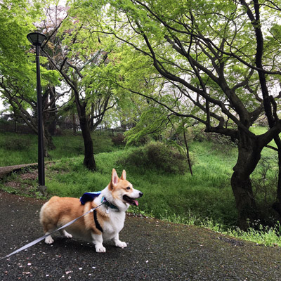 お花見遠足_f0035333_14501092.jpg