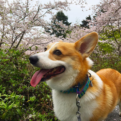 お花見遠足_f0035333_14513871.jpg