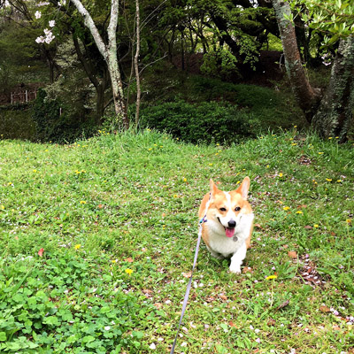 お花見遠足_f0035333_151153.jpg