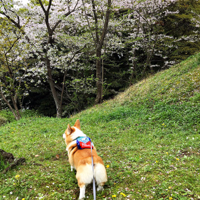 お花見遠足_f0035333_1512069.jpg