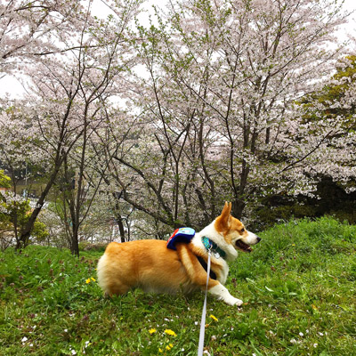 お花見遠足_f0035333_1545934.jpg