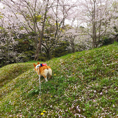 お花見遠足_f0035333_1551356.jpg