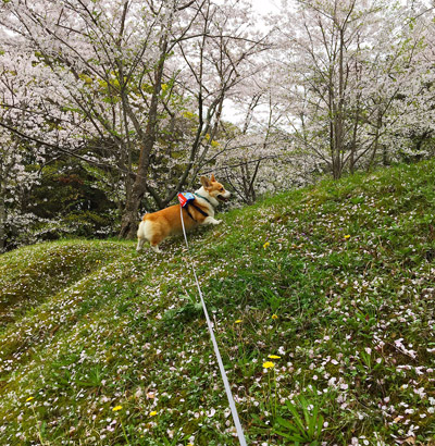 お花見遠足_f0035333_158040.jpg