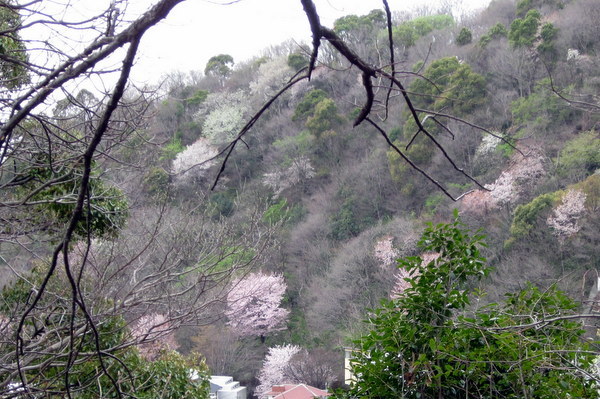 会下山（えげやま）遺跡の山桜_c0038434_19550871.jpg