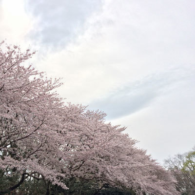 【Lesson】クロスステッチ（Rさん）と今年の桜_e0204334_13331399.jpg