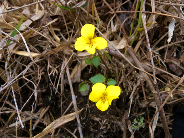 e0272335_55820.jpg