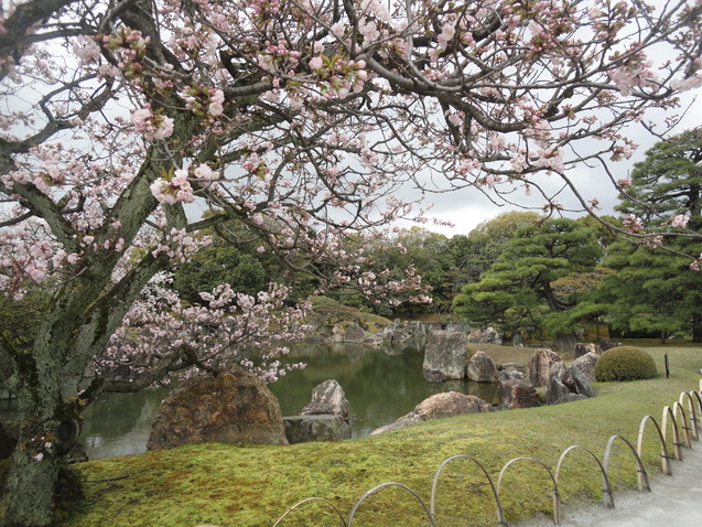 世界遺産　”二条城　桜まつり　２０１７”・・・①_d0359338_1655822.jpg