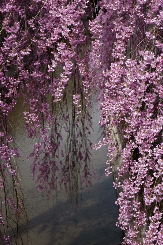 石橋屋の枝垂れ桜　2017_d0347140_13221816.jpg