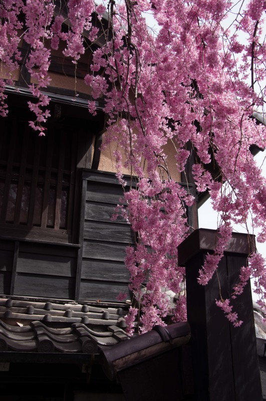 石橋屋の枝垂れ桜　2017_d0347140_13274800.jpg