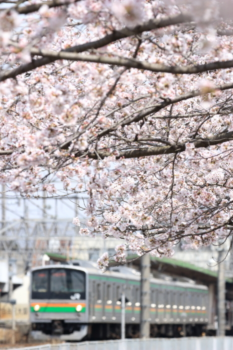 2017【桜】Part2_e0121040_12580768.jpg