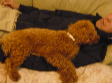 c0365341_20364226.gif