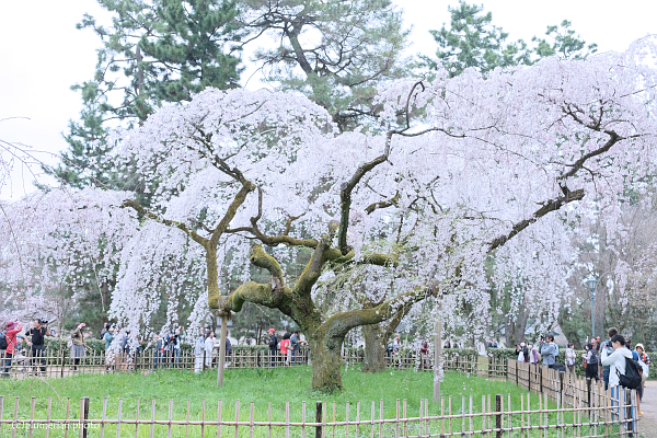 京都　御所の枝垂れ桜。_d0352941_23140682.jpg