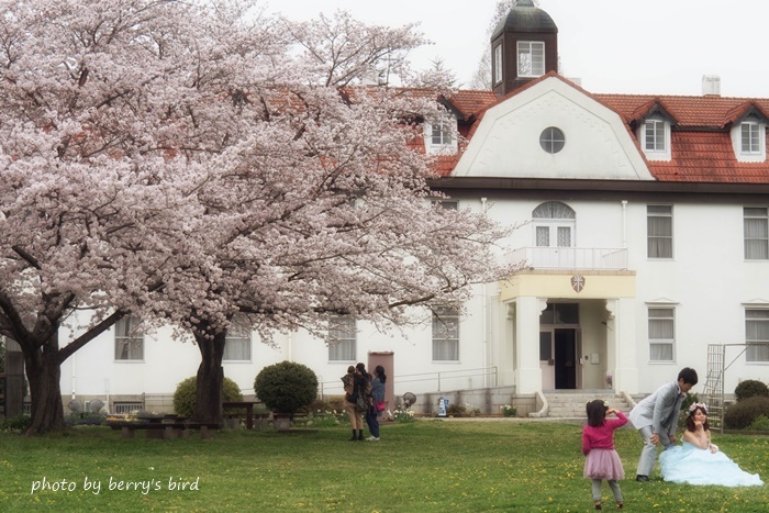 桜　思い出の場所_e0173743_21381047.jpg