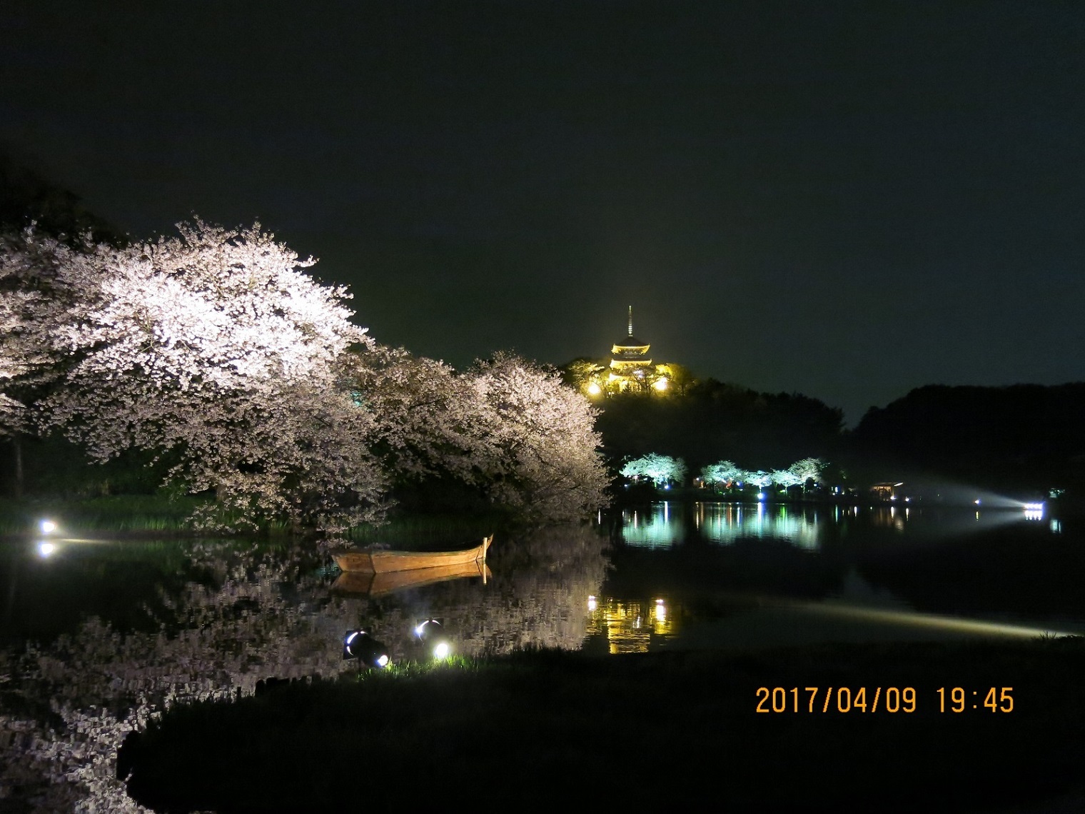 20187/04/10（月）〔1,993号〕横浜三渓園の夜桜_c0247346_18534041.jpg