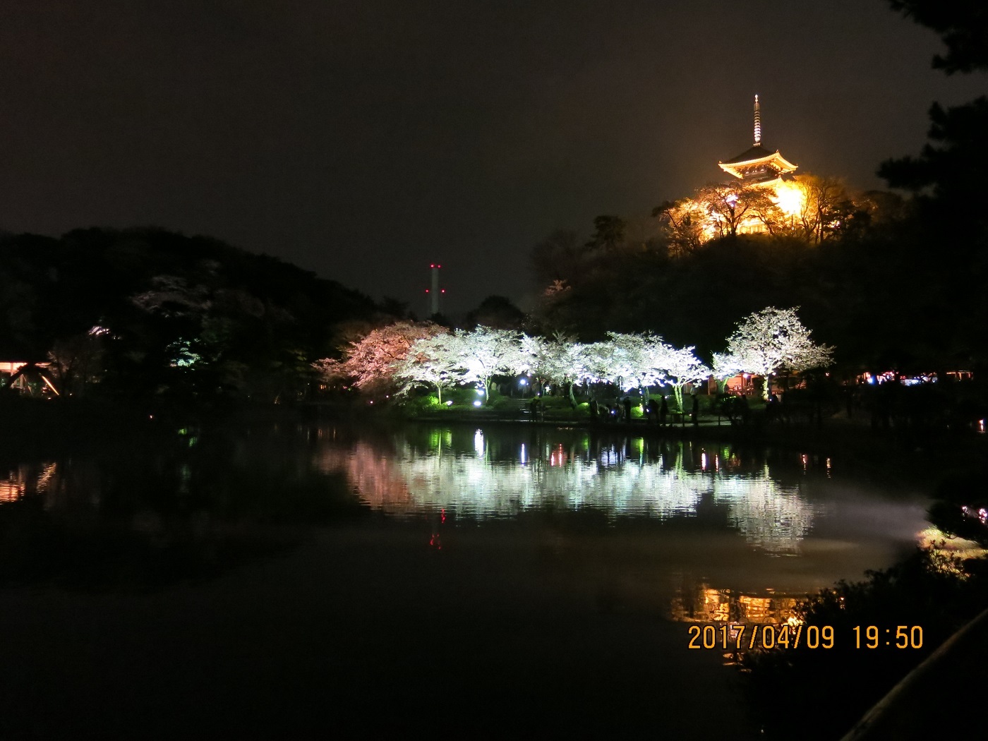 20187/04/10（月）〔1,993号〕横浜三渓園の夜桜_c0247346_18540934.jpg