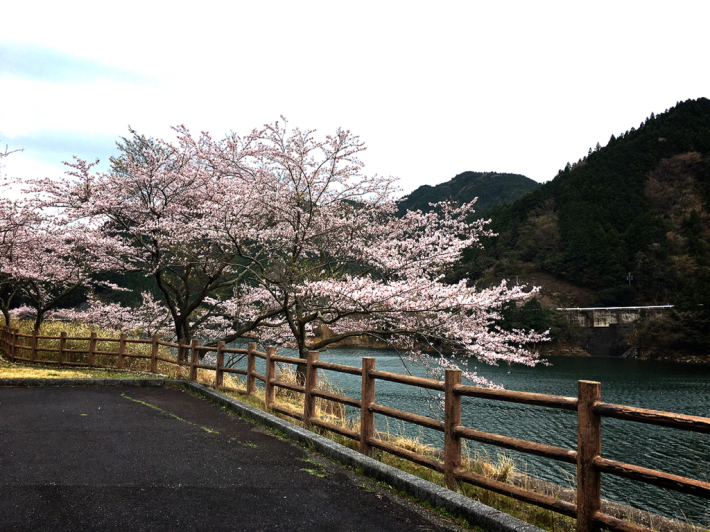 龍王桜マラソン&ウォーキング大会_e0292546_00374557.jpg