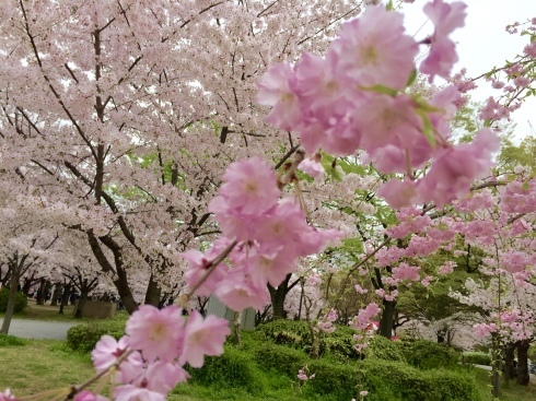 今日は、主人と二人で大阪城の桜を見て来たよ_d0205250_17481312.jpg